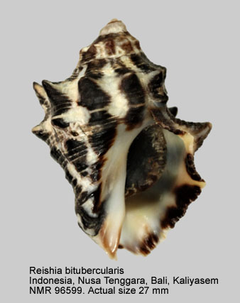Reishia bitubercularis (4).jpg - Reishia bitubercularis (Lamarck,1822)